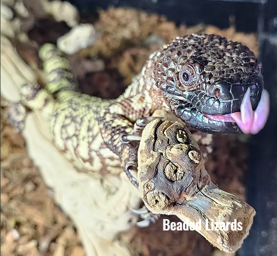 Gila monster and beaded lizard